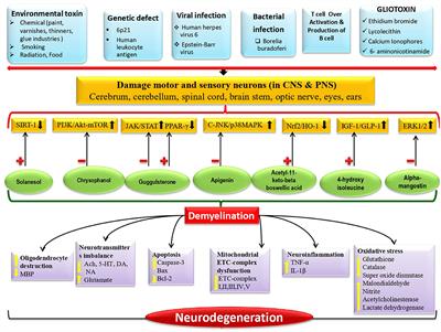 Editorial: Therapeutic modulators inhibiting neuromuscular and motor neuron degeneration
